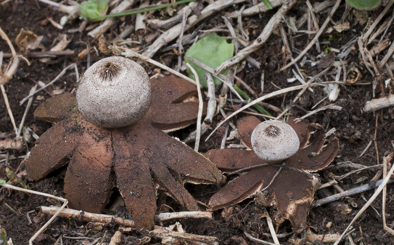 Geastrum pouzarii